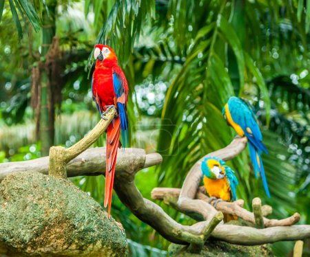 Exotic parrots