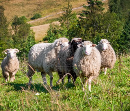Flock of sheep grazing