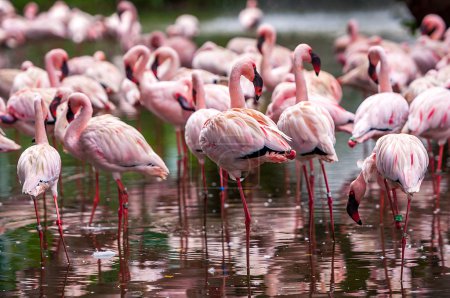 A flock of pink flamingos