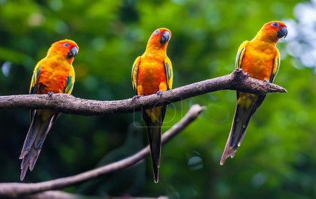 Exotic parrots