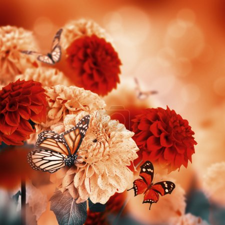 Chrysanthemums with flares, butterflies