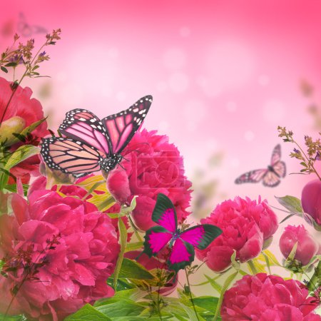 Pink peonies and butterfly