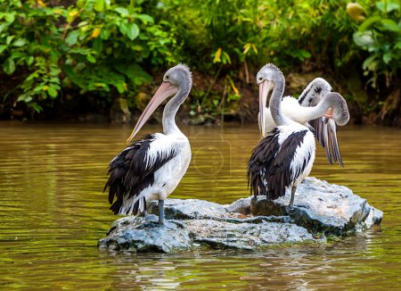 Gray pelicans