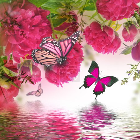 Pink peonies and butterfly