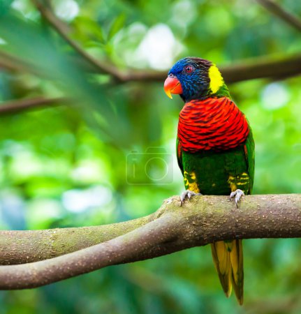 Exotic parrot