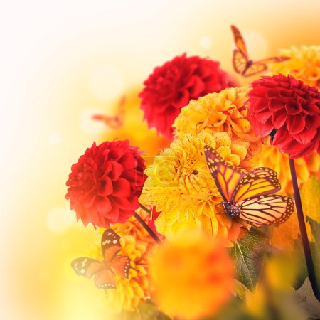 Chrysanthemums with flares, butterflies