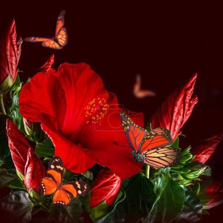 Hibiscus and butterflies