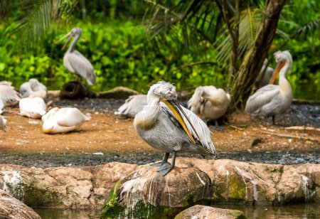 Gray pelicans