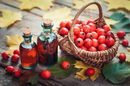 Tincture bottles of hawthorn berries, ripe thorn apples in baske