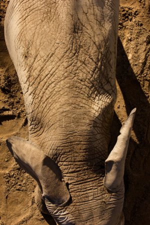 elephant closeup