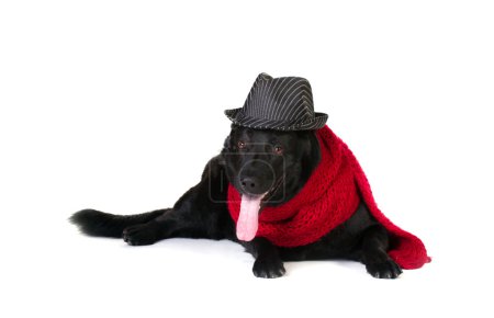 dog in fashion hat and  muffler