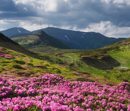 Summer landscape in mountains with flowers