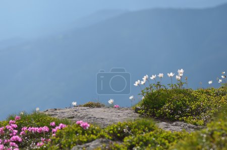 Flowers Anemone patens in the mountains