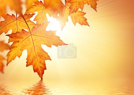 Fall background with orange leaves