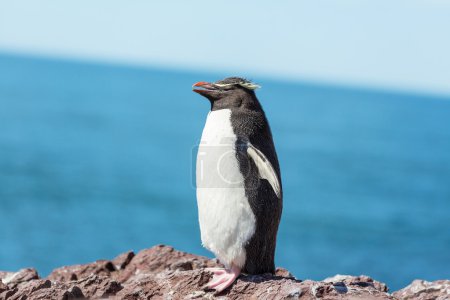 Rockhopper penguin on a rock