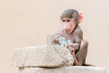 Baby baboon learning to eat through play