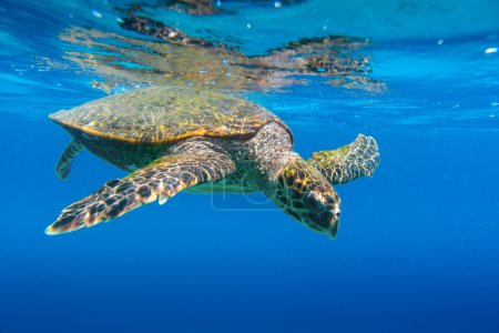 Sea Turtle swimming in Seychelles