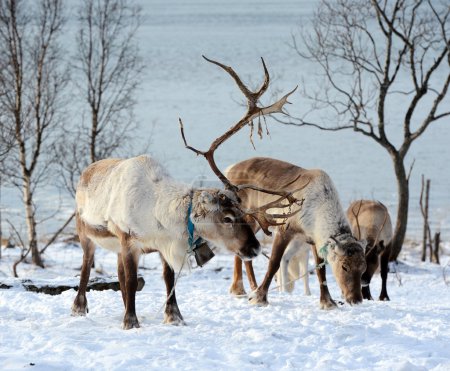 northern domestic deer in his environment in Scandinavia
