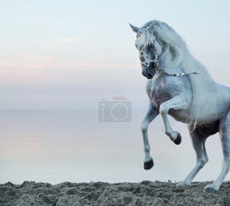Majestic horse galloping on the beach