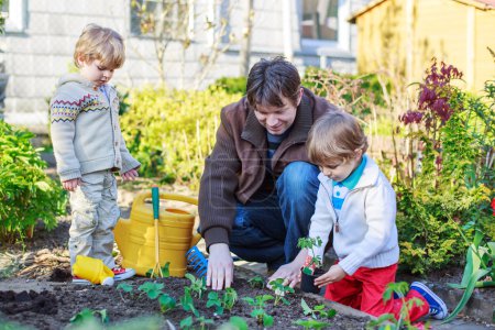 Two little boys and father planting seedlings in vegetable garde