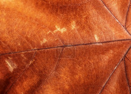 Brown dry leaf background