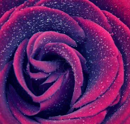 Beautiful rose background