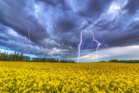 Summer storm over the rapeseed field