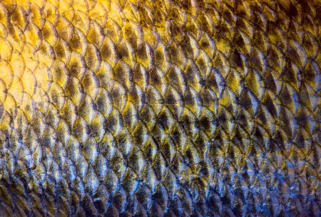 Art Real zander Fish Scales Background 