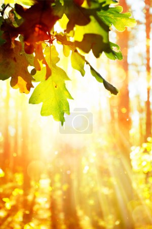 Art Beautiful autumn background with  leaves 