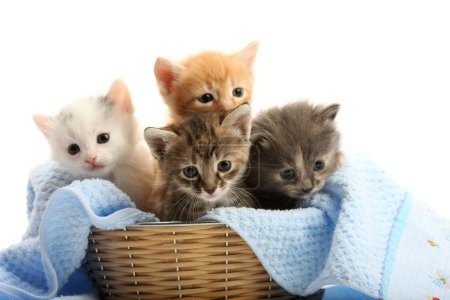 Small kittens in straw basket