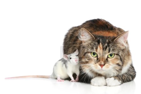Cat and rats resting