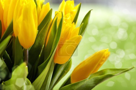 Yellow tulips