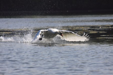 Landing of a swan mute in france