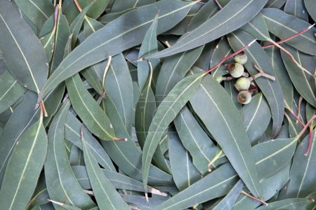 Eucalyptus Leaf Background