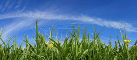 Grass and Sky Panorama