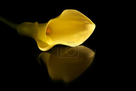 Golden Calla Lily, Reflected