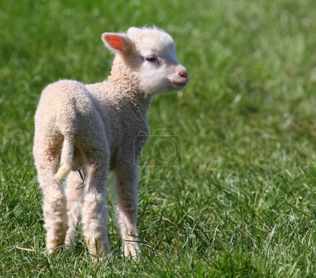 Spring Lamb.