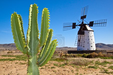 Cactus and the traditional windmill at the Fuertaventura