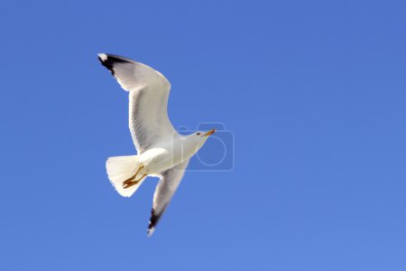 White seagull flying blue sky from below