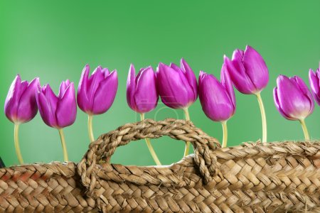 Basket pink tulips flowers in a row group line