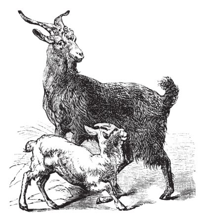 Domestic Goat vintage engraving