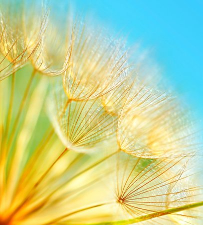 Soft dandelion flowers