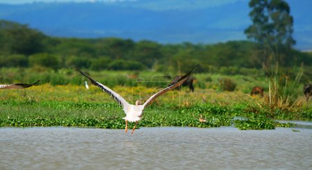 Flying great white pelican