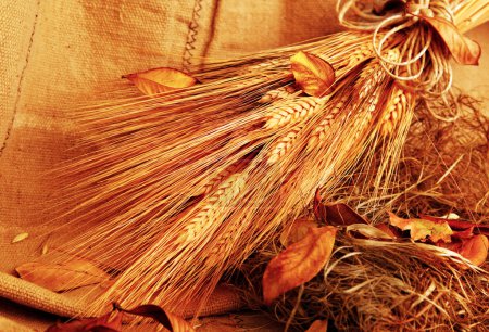 Autumn wheat background