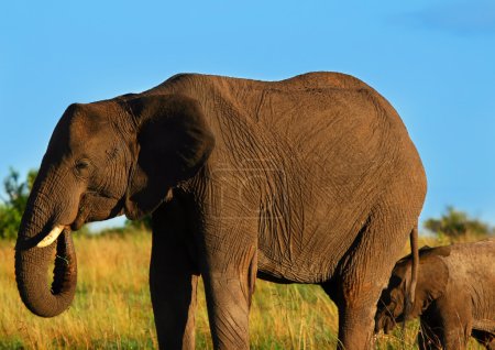 African Elephant in the wild