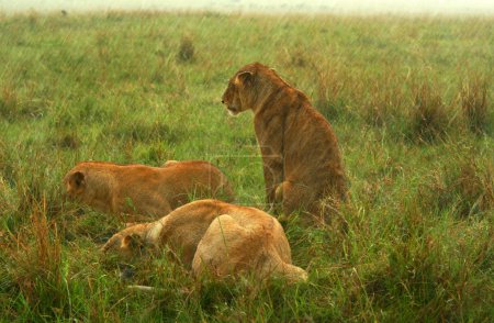 Family of Lions under the rain