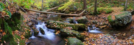 Creek in forest panorama