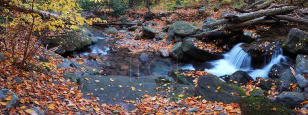 Creek foliage panorama