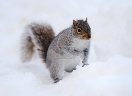 Squirrel with snow in winter