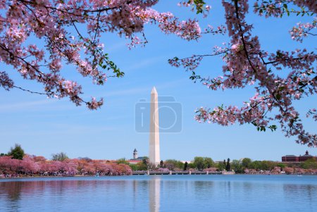 Washington monument and Cherry blossom, Washington DC